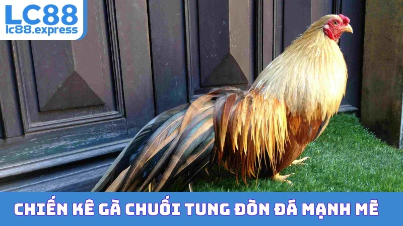 Chiến kê gà chuối tung đòn đá mạnh mẽ