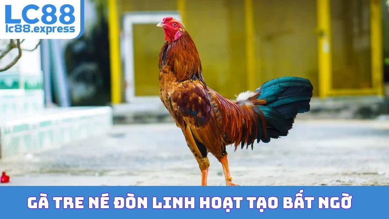 Gà tre né đòn linh hoạt tạo bất ngờ
