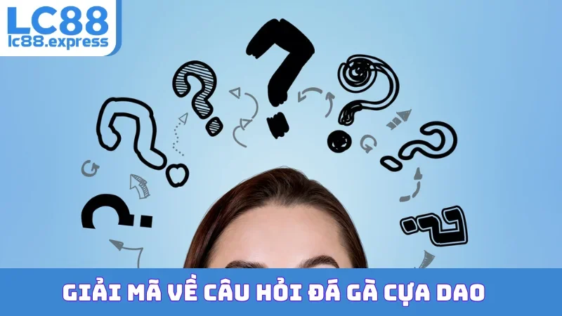 Giải mã về câu hỏi đá gà cựa dao