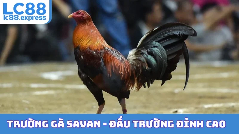 Trường Gà Savan